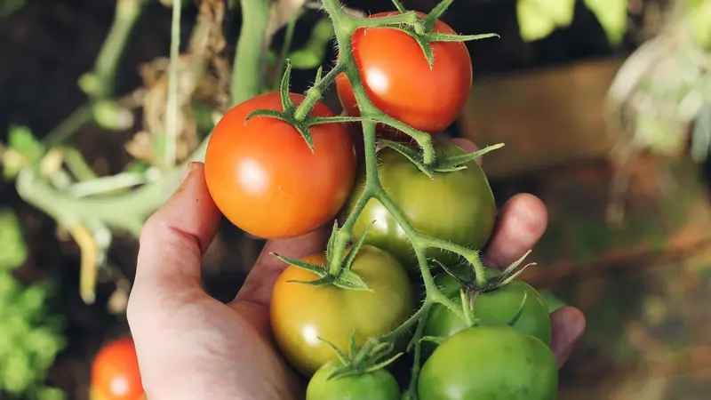 Ilustrasi menanam tomat