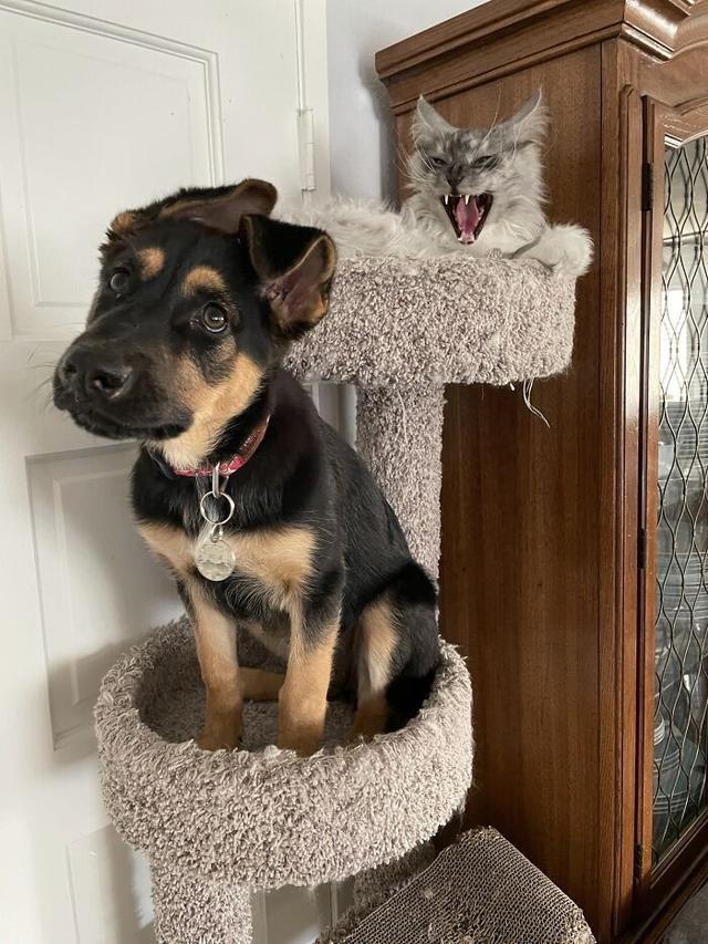 8 Potret Anjing saat Tiru Tingkah Laku Kucing Ini Bikin Geleng Kepala