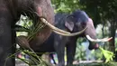 Gajah beristirahat di taman umum pada hari pertama prosesi Buddhis Navam tahunan dua hari terbesar di kota itu, yang juga dikenal sebagai festival Perahera, di Kolombo, Sri Lanka (15/2/2022). (AFP/Ishara S. Kodikara)