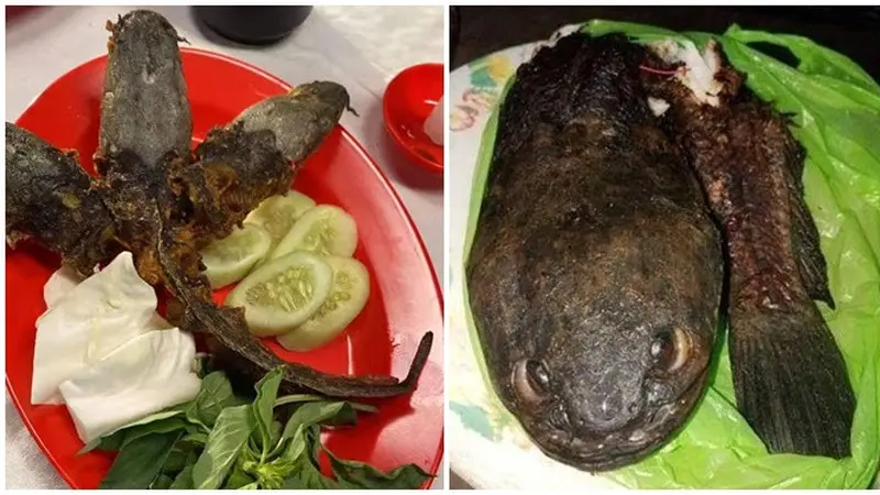 6 Potret Kepala Ikan Nyeleneh Ini Kaget Sebelum Dimakan