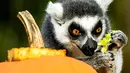 Seekor lemur mencari makanan di dalam buah labu yang diukir, beberapa hari sebelum perayaan Halloween, di kebun binatang Dierenpark, Belanda, 27 Oktober 2017. (REMKO DE WAAL / ANP / AFP)