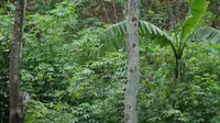 Warga Kampung Adat Cireundeu menanam tanaman singkong di hutan baladahan. (Liputan6.com/Huyogo Simbolon)