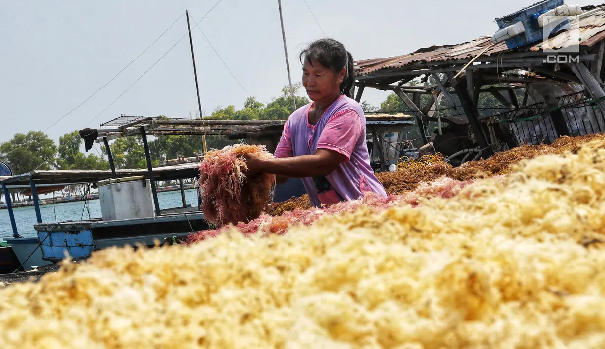 Warga menjemur rumput laut di Kawasan Pulau Panggang, Kepulauan Seribu, Jakarta, Rabu (18/9/2019). Hasil laut tersebut dijual dengan harga Rp7000 per kilogram untuk memenuhi kebutuhan rumah tangga sehari-hari yang rata-rata mata pencahariannya adalah Nelayan. (Liputan6.com/Johan Tallo)
