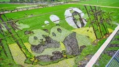 Foto udara yang diambil pada 20 Juni 2023 ini menunjukkan gambar panda yang dibuat dengan menanam berbagai varietas padi di sawah di Shenyang, provinsi Liaoning timur laut China. (STR / AFP)