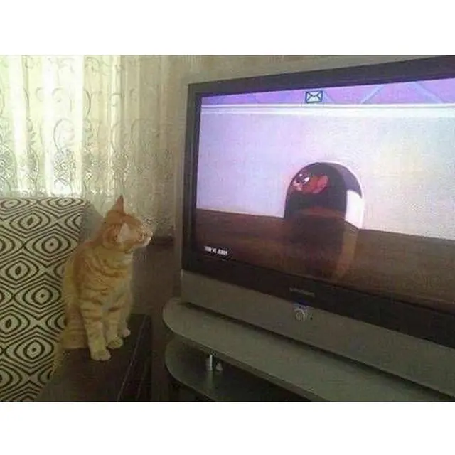 6 Tingkah Kucing Anteng Nonton TV Ini Lucu, Terlihat Menghayati