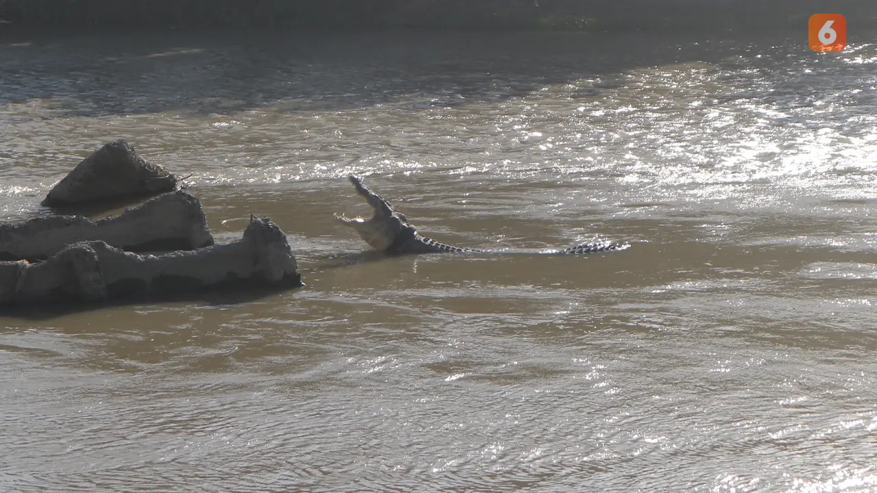 buaya berkalung ban di sungai palu