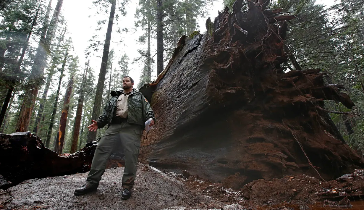 Petugas menjelaskan penyebab robohnya The Pioneer Cabin Tree, California, Selasa (10/1). Pohon ikonik itu dihantam badai musim dingin yang kuat yang melanda negara tersebut. (AP Photo/ Rich Pedroncelli)