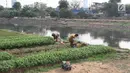 Warga memanen sayur mayur yang ditanam di bantaran Kanal Banjir Barat, Jakarta, Jumat (5/10). Selain dijual ke pasar, sayur mayur tersebut juga untuk konsumsi sehari-hari. (Liputan6.com/Immanuel Antonius)