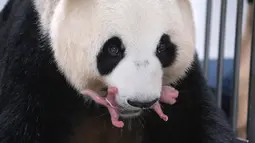 Ai Bao melahirkan anak-anaknya yang keduanya betina, Jumat lalu di Everland di Seoul.  Ai Bao dan bayinya yang baru lahir dalam keadaan sehat. (Handout / Everland / AFP)