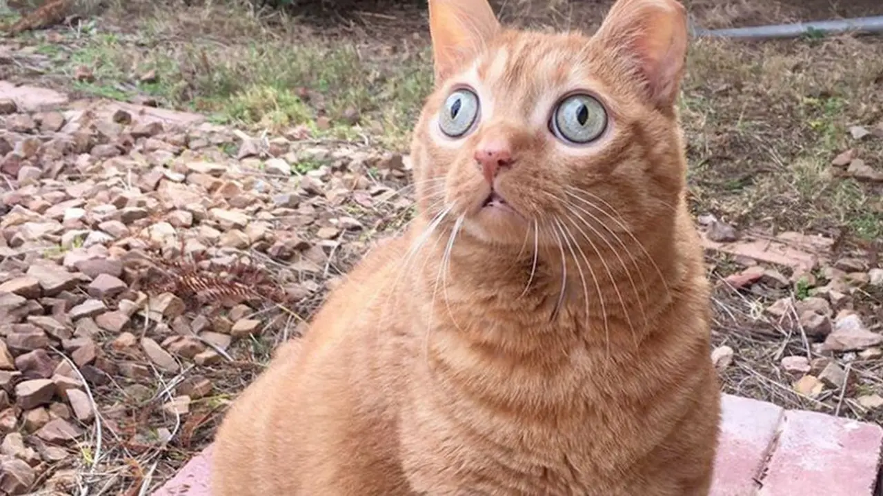 Seperti Melotot, Kucing Oranye Ini Malah Viral di Medsos