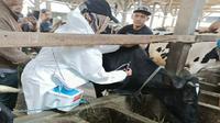 Tim kesehatan hewan menyuntikkan vaksin penyakit mulut dan kuku (PMK) ke sapi perah milik peternak di Kecamatan Ngantang, Malang. Sampai dengan Rabu, 22 Juni 2022, di wilayah ini ada lebih dari 8 ribu ekor sapi terjangkit PMK (Foto : KUD Sumber Makmur Ngantang)&nbsp;&nbsp;