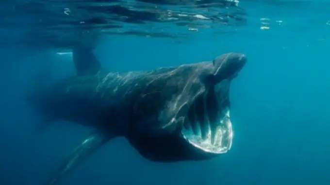 Habis Lihat Ini, Kamu Enggak Akan Berani Berenang di Laut