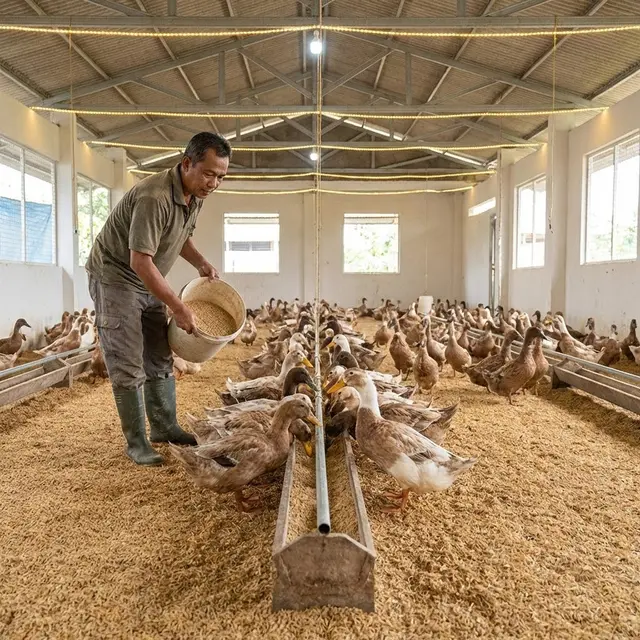 Tips Bebek Cepat Bertelur Setiap Hari