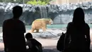 Pengunjung melihat aktivitas beruang kutub tua, Inuka saat berada di kandangnya di Kebun Binatang Singapura, Jumat (13/4). Inuka dua tahun lebih tua dari usia rata-rata makhluk di penangkaran. (Roslan RAHMAN/AFP)