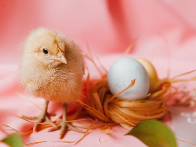 15 Arti Mimpi Anak Ayam Bijaklah Dalam Menanggapinya Ragam Bola Com