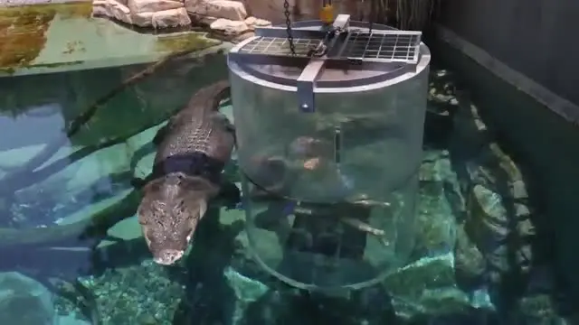 Wahana Ekstrem di Australia Tawarkan Berenang dengan Buaya