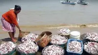 Seorang istri nelayan menata ikan tangkapan suaminya, di Desa Tlonto Raja, Pamekasan, Madura. Para nelayan membatasi melaut menyusul sedikitnya ikan yang bisa ditangkap.(Antara)