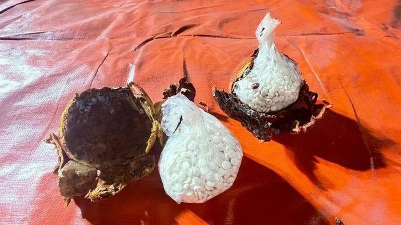 Pil narkoba di dalam buah pomegranate. Tujuannya adalah Arab Saudi.