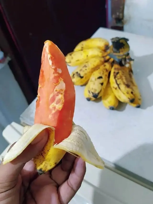 6 Potret Buah Tumbuh di Pohon yang Tak Sesuai Ini Bikin Bingung, Absurd