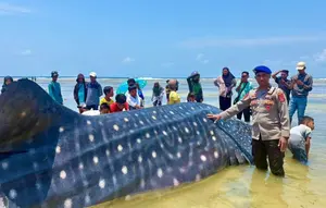 Penampakan Hiu Paus Panjang 9 Meter Mati Terdampar di Wakatobi