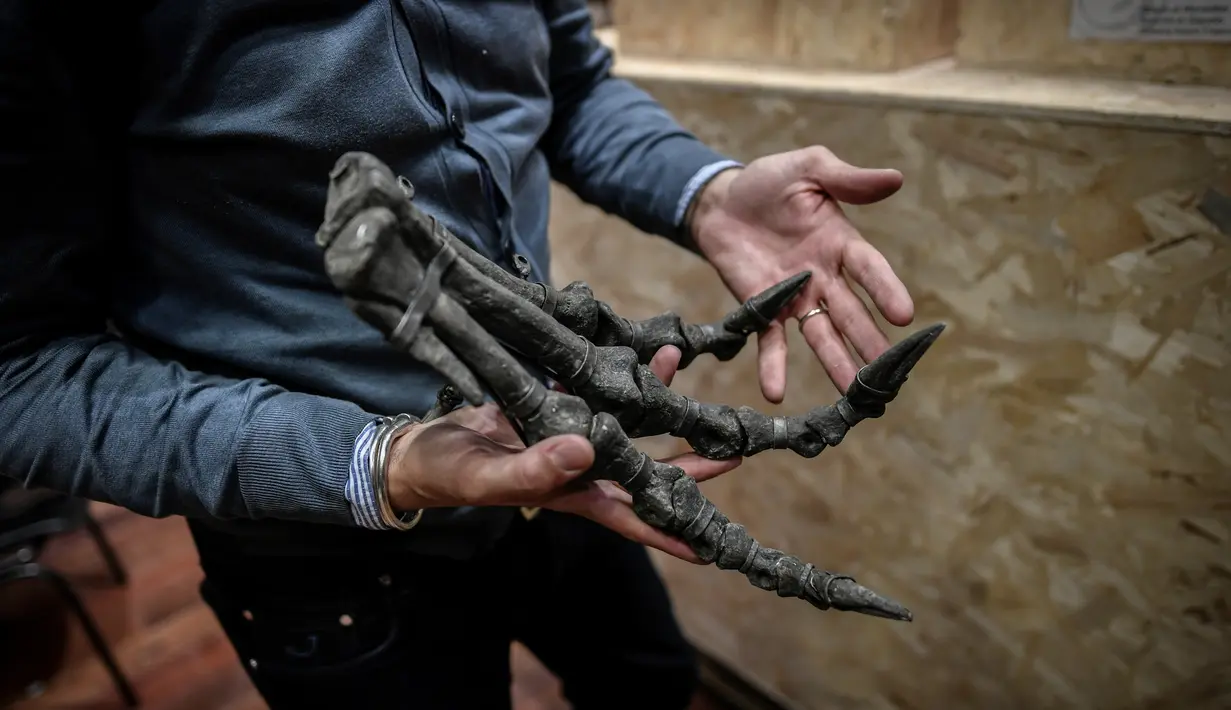 Pakar asal Italia merakit kerangka dinosaurus, Diplodocus dan Allosaurus sebelum mulai dilelang di Balai lelang Drouot, Paris, Jumat (6/4). Kerangka ini bisa menjadi objek desain interior pada ruang keluarga yang cukup besar. (STEPHANE DE SAKUTIN/AFP)