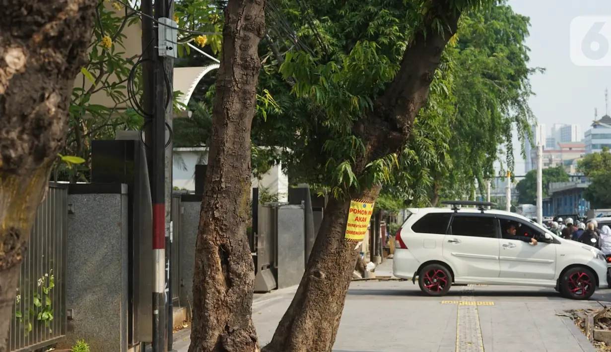 Poster revitalisasi menempel pada pohon yang berada di jalur pedestrian Jalan Kramat Raya, Jakarta, Jumat (8/11/2019). Sepanjang pengerjaan jalur pedestrian, pohon yang berada di jalur tersebut rencananya juga akan direvitalisasi dan diremajakan. (Liputan6.com/Immanuel Antonius)