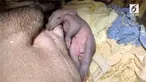 Seekor beruang semut lahir di Kebun Binatang Cincinnati, Ohio. Bayi mamalia berbobot 3 kg ini merupakan bayi beruang semut tersehat yang lahir.  