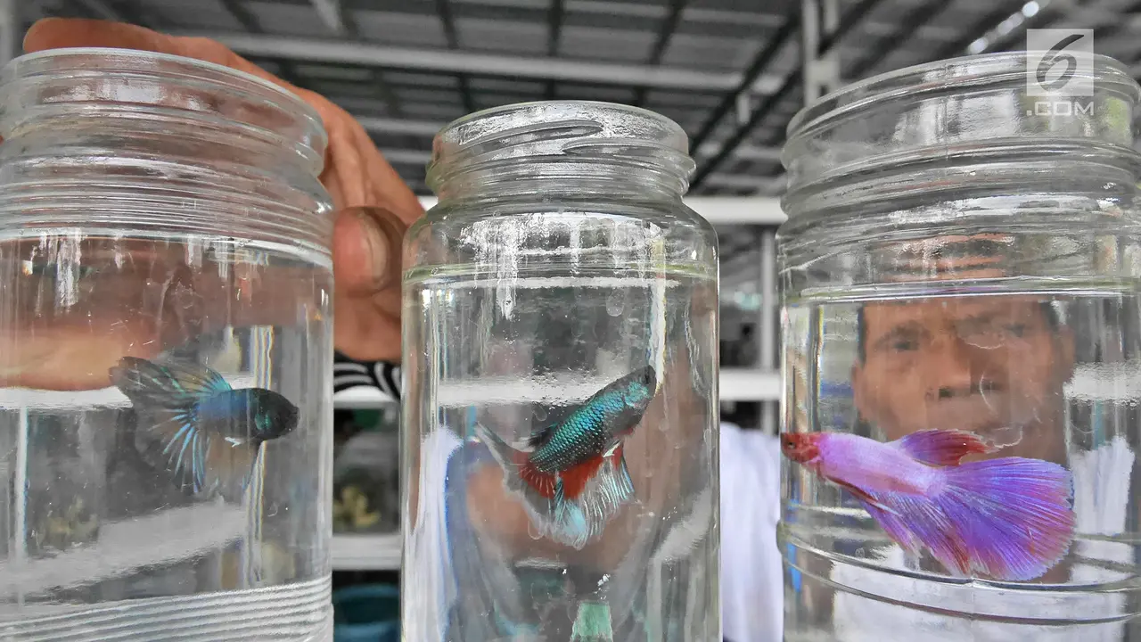 Pedagang Ikan Hias Direlokasi ke Lapangan Jenderal Urip Sumihardjo