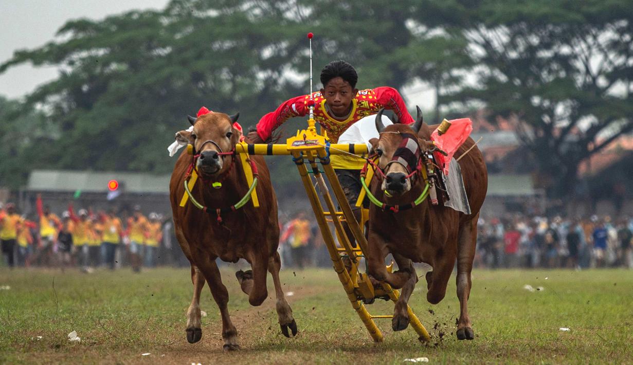 Seorang pemuda mengendarai kereta yang ditarik oleh dua ekor sapi jantan selama kompetisi balap banteng Karapan Sapi di Bangkalan, pulau Madura, Jawa Timur, Minggu (16/10/2022). Lomba karapan sapi yang memperebutkan Piala Presiden itu diikuti 24 pasang sapi dari sejumlah daerah di Madura. (Juni Kriswanto/AFP)