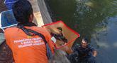 Personel TNI AL bersama petugas PPSU saat operasi penangkapan ikan sapu-sapu di perairan kawasan Setu Babakan, Jakarta Selatan, Selasa (5/5/2026). Sejumlah personel TNI AL diterjunkan membantu operasi penangkapan ikan sapu-sapu di kawasan Setu Babakan, Jakarta Selatan. (merdeka.com/Arie Basuki)