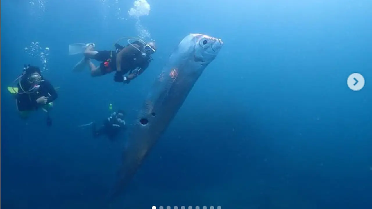 Ikan Oarfish yang ditemukan di Taiwan pada Juni 2023. (Instagram @chengruwang)