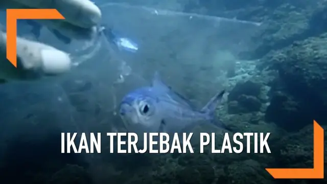 Seekor ikan kecil di laut Phuket terkena dampak bahaya dari sampah. Ikan itu terjebak di dalam kantong plastik.