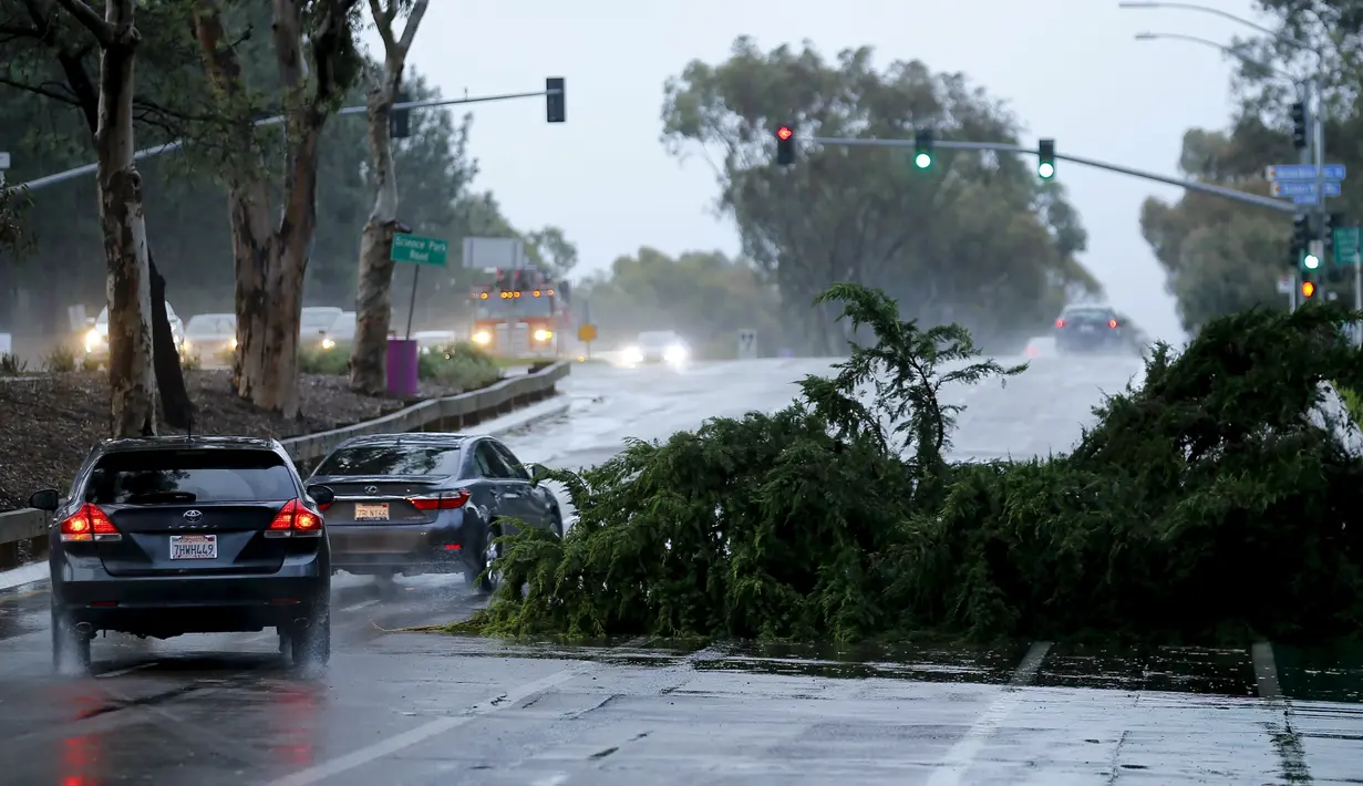 Kendaraan melintasi pohon yang tumbang dan menghalangi jalan  di California, Rabu (6/1/2016). Badai El Nino melanda wilayah selatan California dengan membawa hujan deras ke kawasan yang sempat dilanda kekeringan. (REUTERS/Mike Blake)