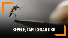 Cegah DBD