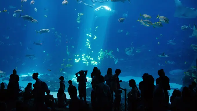 ilustrasi ikan banyak