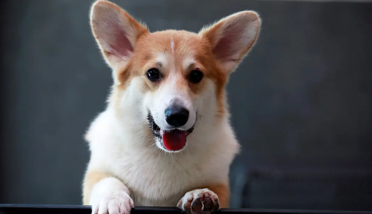 Seekor anjing jenis Corgis terlihat di kafe anjing bernama Corgi In The Garden di Bangkok, Thailand. Di cafe Corgi in The Garden, pengunjung akan menemukan 12 ekor anjing ras Corgi yang lucu, menjadi ciri khas kafe ini. (REUTERS/Soe Zeya Tun)