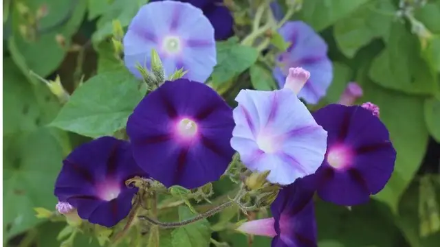 Ilustrasi morning glory
