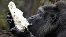 Gorila Fatou menikmati kue ulang tahunnya saat berusia 61 tahun di kebun binatang Zoologischer Garten di Berlin, Jerman (13/4). Fatou adalah gorila tertua dari jenisnya yang hidup di Eropa. (AFP Photo/John Macdougall)