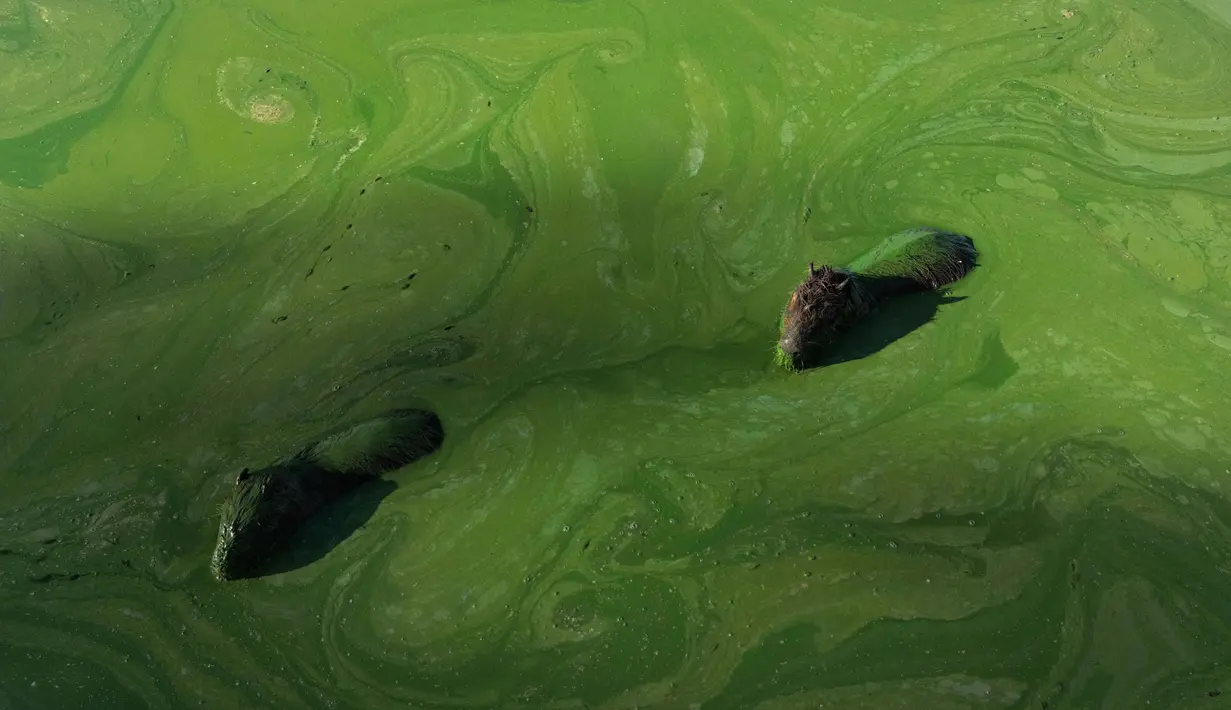 Kapibara (Hydrochoerus hydrochaeris) yang diselimuti lendir hijau terang akibat sianobakteri melintas di perairan danau Salto Grande, di Sungai Uruguay, dekat Concordia, Entre Rios, Argentina, 13 Februari 2025. (JUAN MABROMATA/AFP)