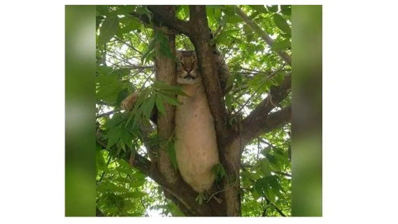 6 Aksi Kucing Santai di Atas Pohon Ini Nyeleneh Pol, Ekspresinya Lucu ...