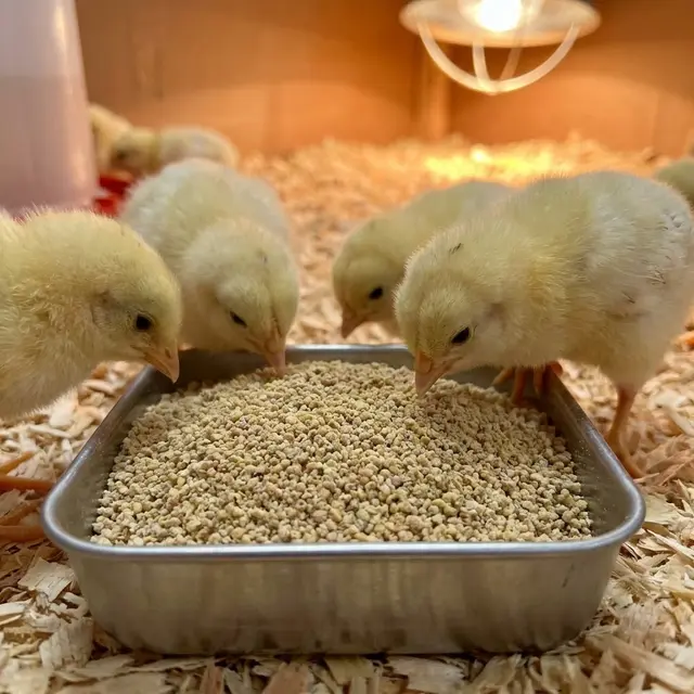 Pakan jenis fine crumble atau pre-starter untuk anak ayam baru menetas