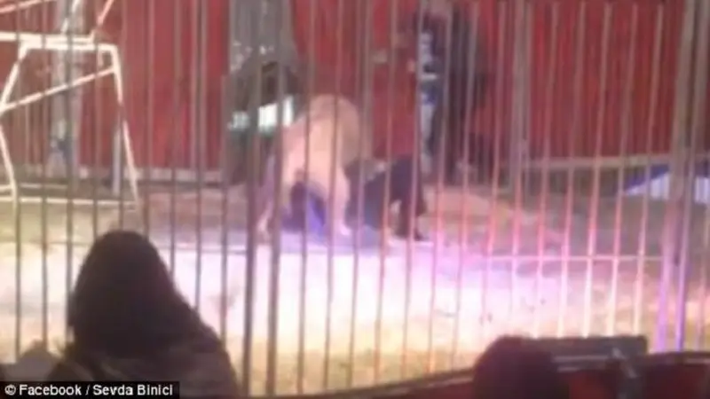 Singa menyerang sang pawang dibagian leher (Facebook/Sevda Binici)