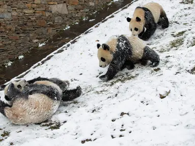 Beberapa ekor panda raksasa tampak asyik bermain usai salju turun di Pusat Konservasi dan Penelitian Panda Raksasa China basis Shenshuping di Cagar Alam Nasional Wolong, Provinsi Sichuan, China (17/12/2020). Panda-panda tersebut sangat menikmati turunnya salju untuk bermain. (Xinhua/Jiang Hongjing)