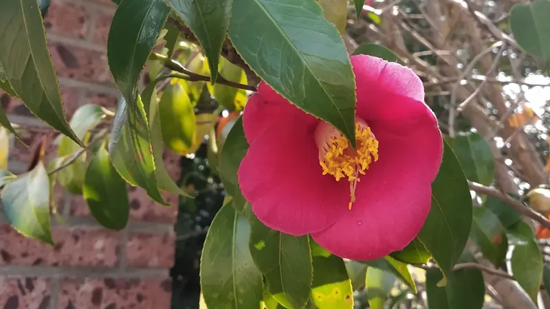 Bunga Camellia