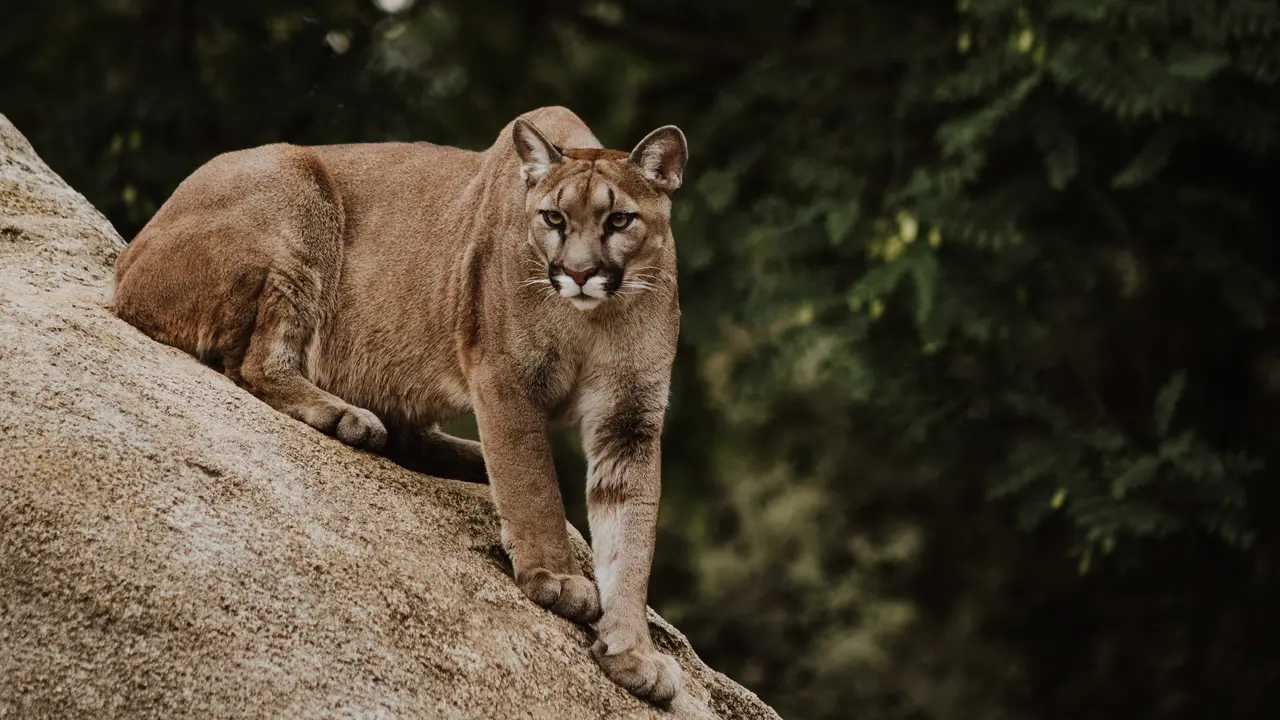 Puma (unsplash.com/Priscilla DuPreez)