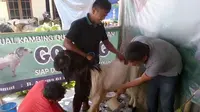 Pedagang kambing di Semarang berinovasi membuka layanan perawatan kambing. 