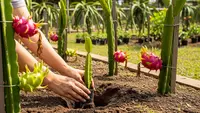 Panduan Lengkap Cara Menanam Bonsai Buah Naga di Rumah, Bikin Taman Lebih Unik