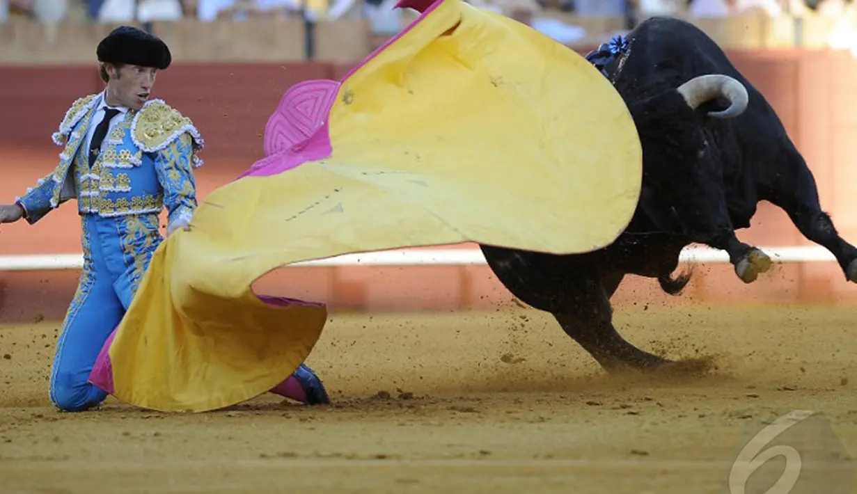 Dengan menggunakan jubahnya, seorang matador berhasil mengecoh banteng yang sedang menyerangnya di arena adu banteng, Maestranza, Sevilla, Senin (5/5/2014) (AFP Photo/Gogo Lobato).