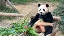 Fu Bao lahir pada tahun 2020 melalui perkawinan alami pasangan panda raksasa, Le Bao dan Ai Bao. Dia memiliki tempat khusus di hati banyak orang. Fubaoharta karun yang membawa kebahagiaan. (Foto: Instagram/ boakwon)