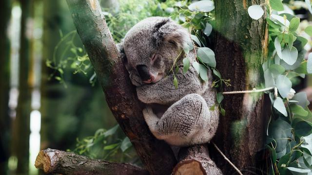Koala